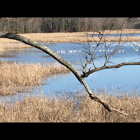 Meet your Posher, Jeanne - Picture 2 of 3